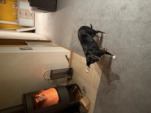 Pinscher Mischling  Luna 