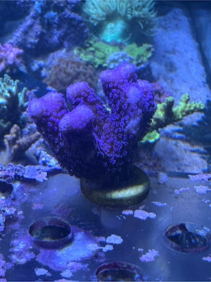 Stylophora Milka, Koralle, Meerwasser