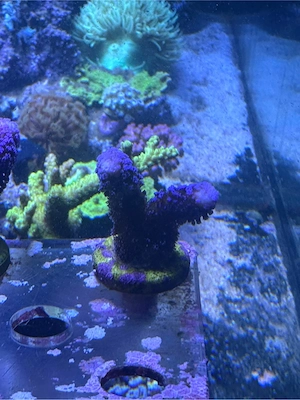 Stylophora Milka, Koralle, Meerwasser Bild 2