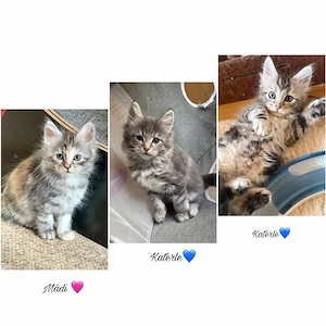 zuckersüsse Maine Coon Kitten suchen neues Zuhause