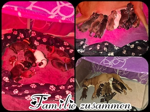 Boxerwelpen