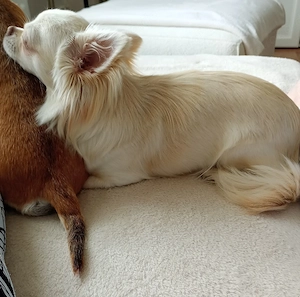 Chihuahua Hündin 