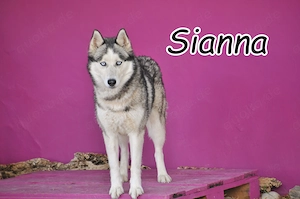 Wer möchte dieser außergewöhnlichen Husky-Dame die Welt zeigen und Sianna ein Zuhause schenken?