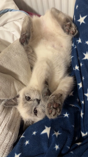 Bkh katze bluepoint 4 monate 017632003305