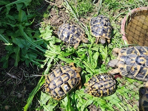 Griechische Landschildkröten THH Eigene Nachzuchten 2021-2023 