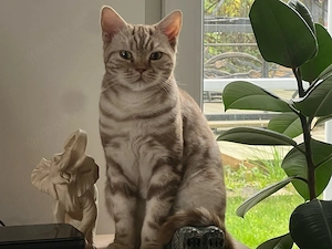 BKH Mix kitten