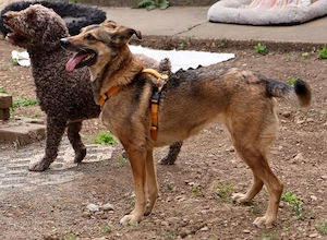 Loki - Mischlingshündin sucht ruhiges Zuhause