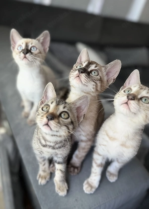 Bengal Kitten von Worldchampion 