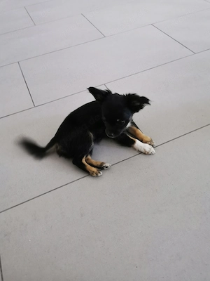 Süßer Chihuahua mix Welpe 