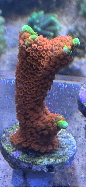 Montipora Digitata BubbleGum, Koralle, Meerwasser