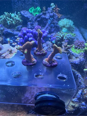 Montipora Digitata BubbleGum, Koralle, Meerwasser