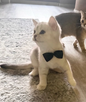     Nur noch 1 kleiner BKH-Kater verfügbar