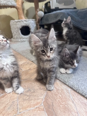 Maine Coon Reinrassig mit Stammbaum 