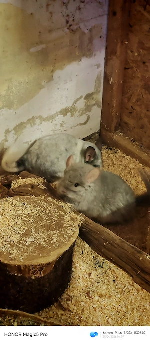 Chinchillas, 7 Mädels ein lieber Bub