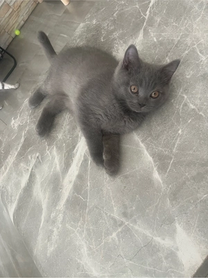Bkh Kitten 12Wochen alt