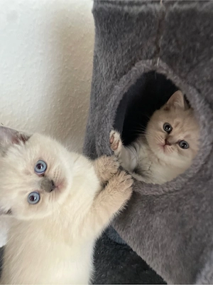  BKH Kitten weiblich   Blue Point & Silver Shaded   