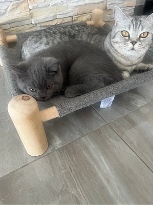 Bkh Kitten 12Wochen alt