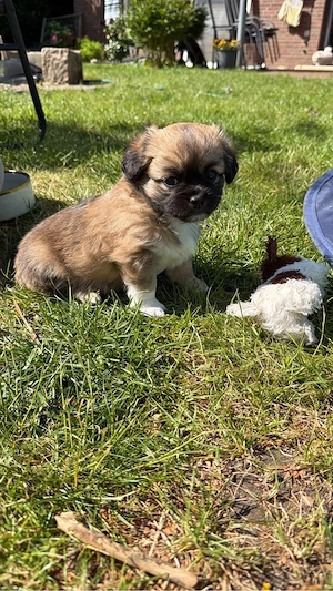 Malteser-Chihuahua-Welpe