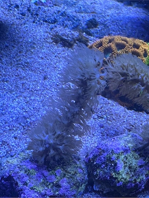 Gorgonie, plexaura, Koralle, meerwasser Bild 2