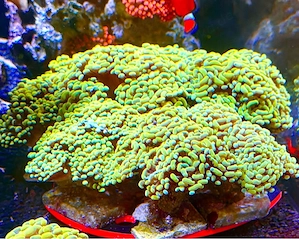 Meerwasser Korallen Euphyllia paraancora Golden Nugget