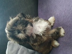 Süße Shih Tzu Welpen