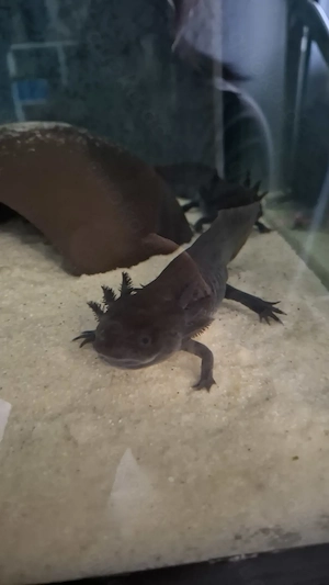 Axolotl Wildling männlich ca 23cm