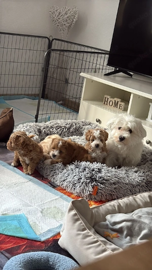 Maltipoo 2 Rüden noch frei