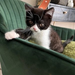 Süßes Exotisch Kurzhaar Kitten abzugeben