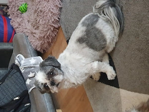 Shih Tzu Hündin sucht noch ihr neues Kuschelkissen Bild 6