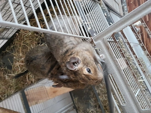 Degus jung und alt suchen ein neues Zuhause