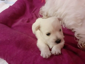 West Highland White Terrier 