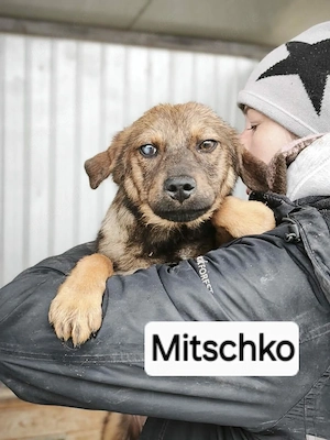 Mitschko - Rüde in Sascut 