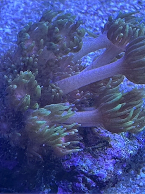 Goniopora Inferno, koralle Meerwasser