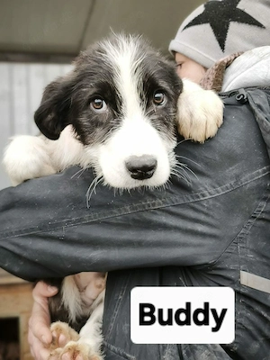 Buddy-  Rüde in Sascut 