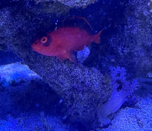 Neocirrhites armatus Feuer-Korallenwächter