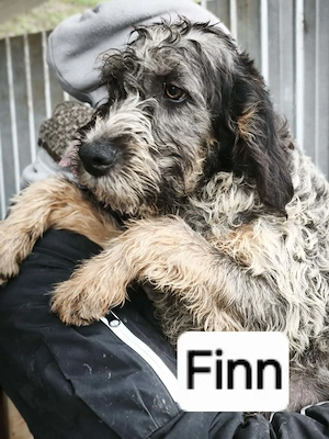 Finn - Rüde in Sascut 
