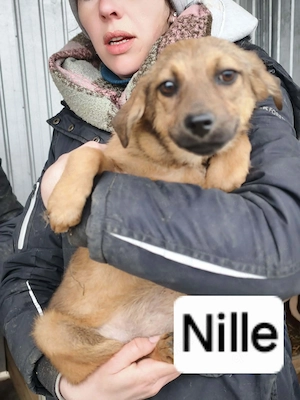 Nille - Hündin in Sascut 