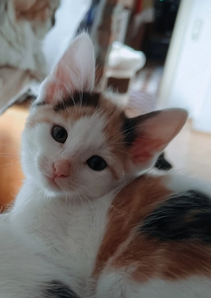 Maine-Coon BKH-Mix Edel-Kitten, 1x P2
