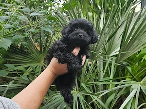 nur noch ein Mädel ** Mini Bollipoo Welpen ** Toypudel x Bolonka wie Maltipoo