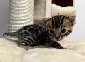 Bengal  Kitten  Bild 2