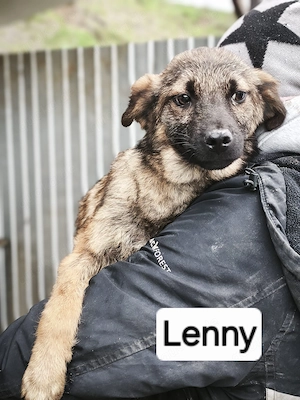 Lenny - Rüde in Sascut 