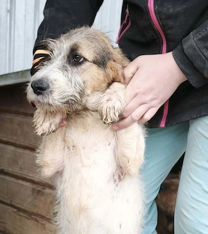 Hubertus -  Rüde in Sascut  Bild 4