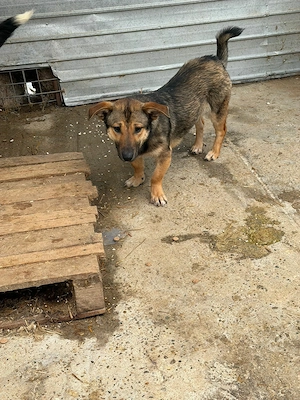 Cujo - in Sascut