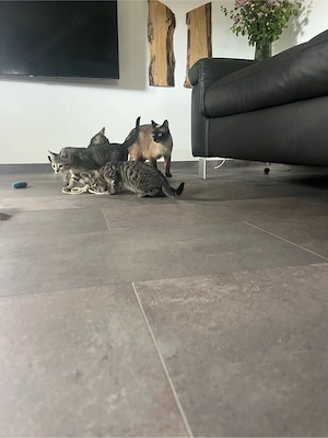 Siam Mix Kitten 
