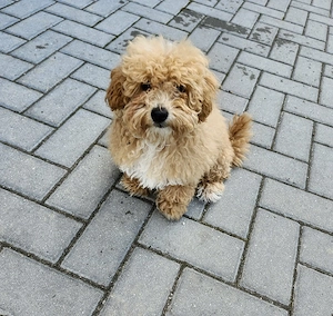 Wunderschöne Maltipoo