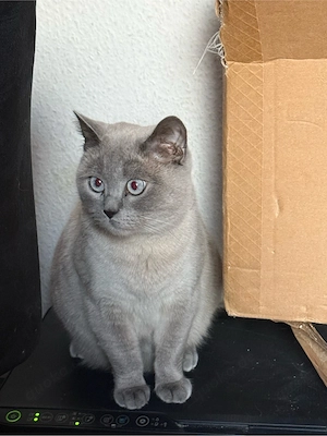 BKH Katze 