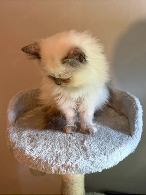 Ragdoll katze weiblich 