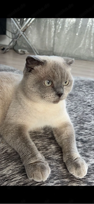Bkh katze 
