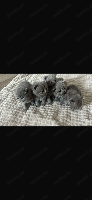 Britisch baby Katzen