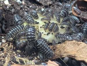 Asseln (Zebra) verschiedene Größen 